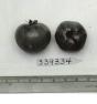 Click for 1 image(s) for this accession. FRUIT